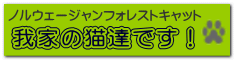 我家の猫達です！