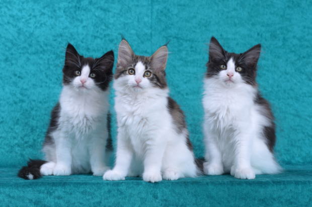 kittes
