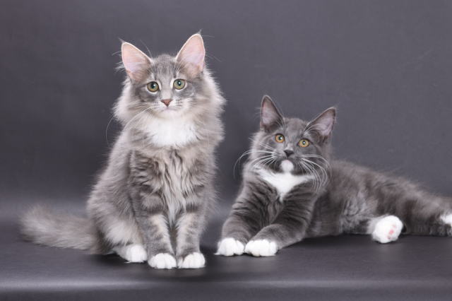 kittens
