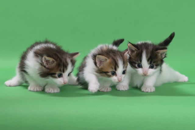 kitens