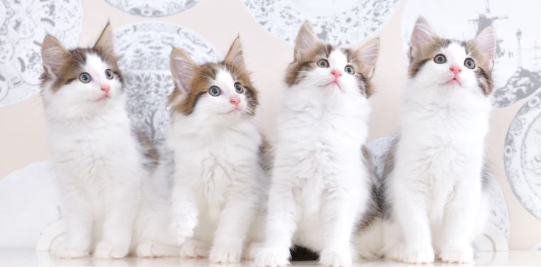 kitens