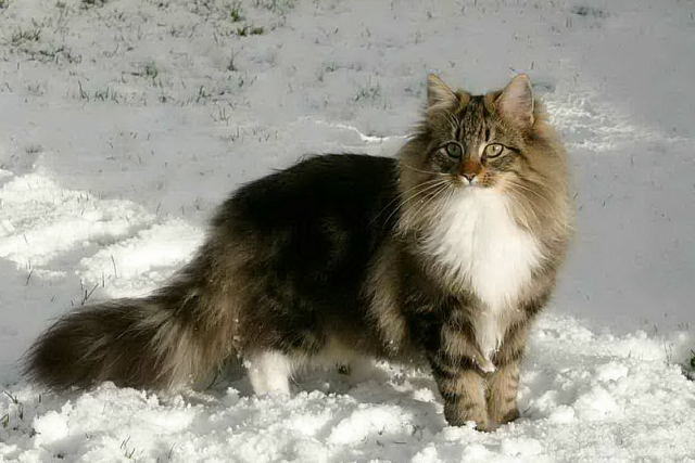 evelina