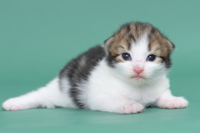 Kitten