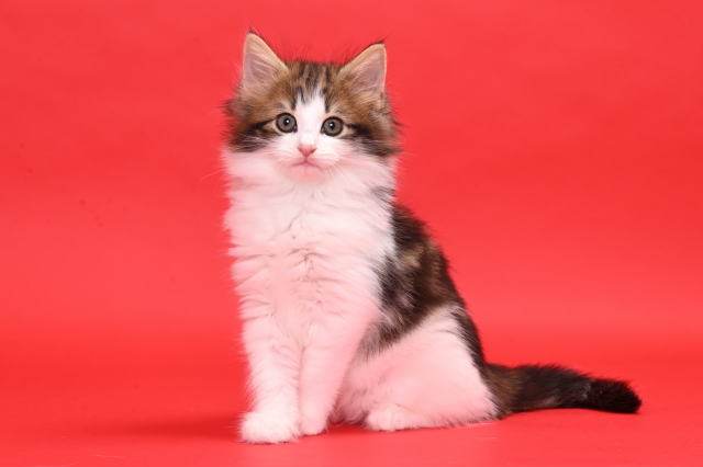 Kitten