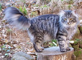 Fantarja