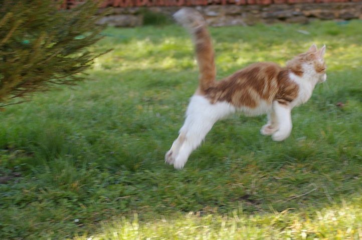 Fantarja