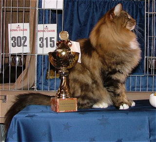 cat