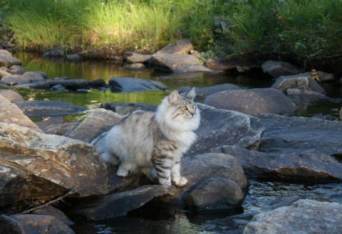 cat