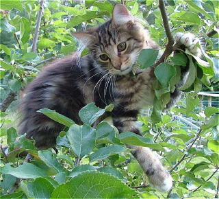cat