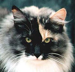 cat