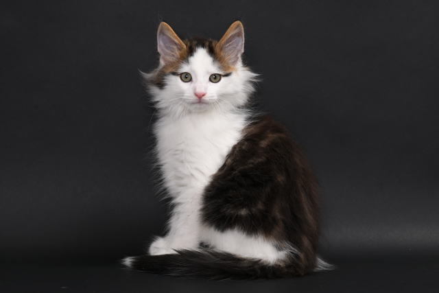 kitten