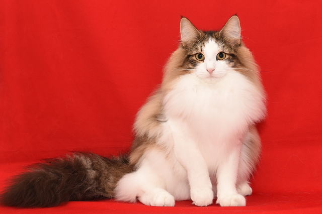 Romeo