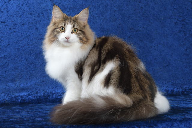 cat