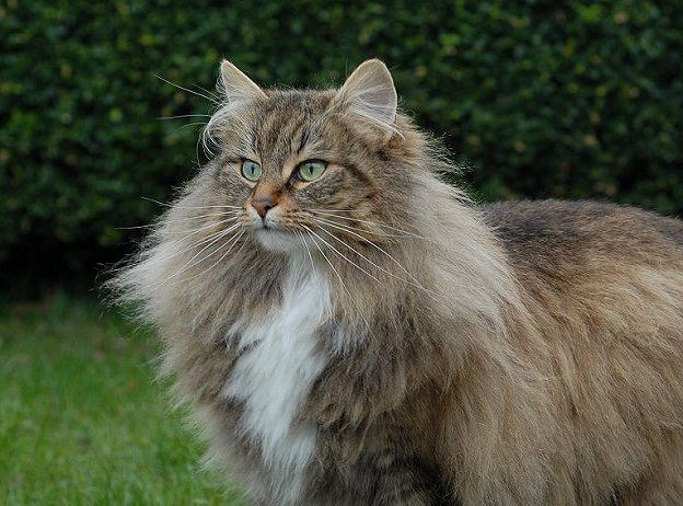 Nyssa