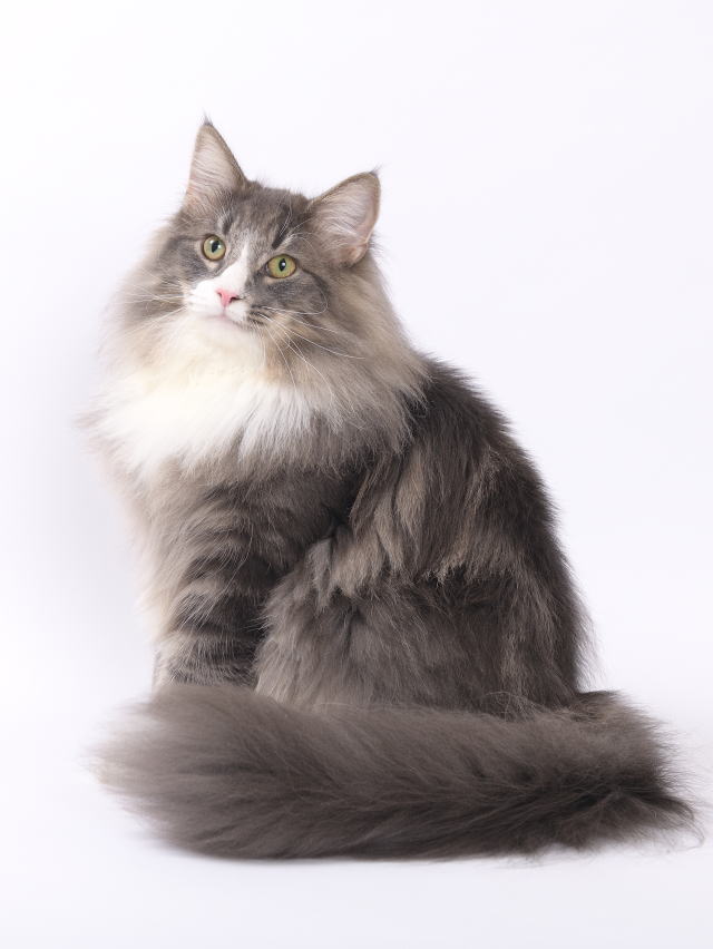 Ezekiel