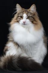 Beethoven