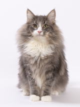 Ezekiel
