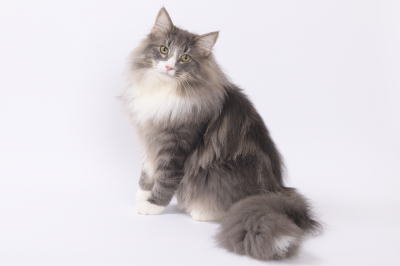 Ezekiel