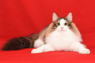 Romeo