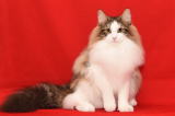 Romeo