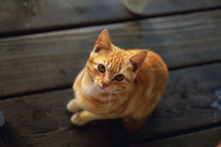 cat