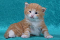 kitten