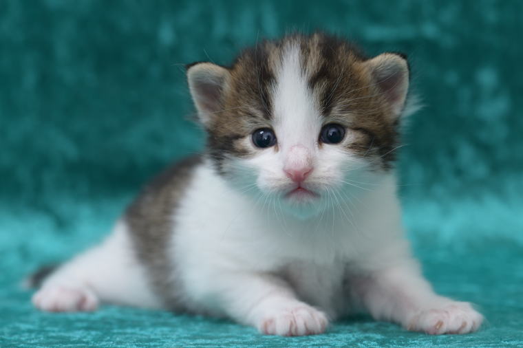 kitten