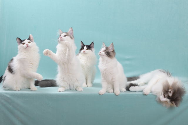cat
