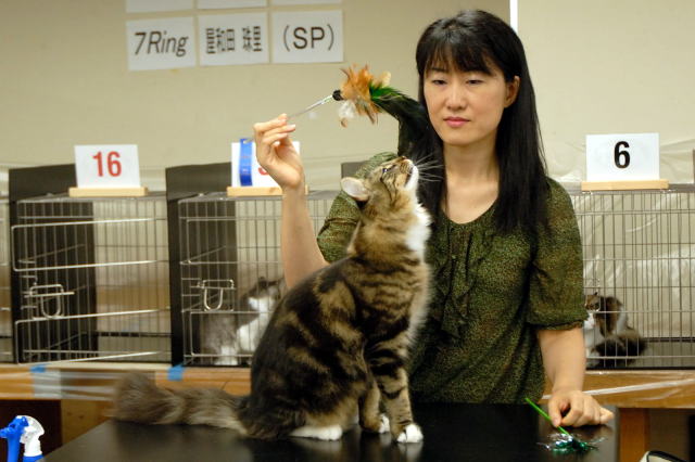 cat