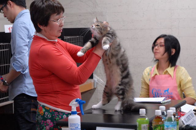 cat