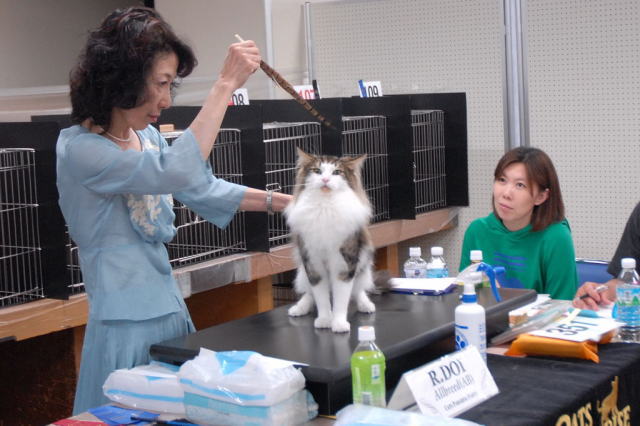 cat