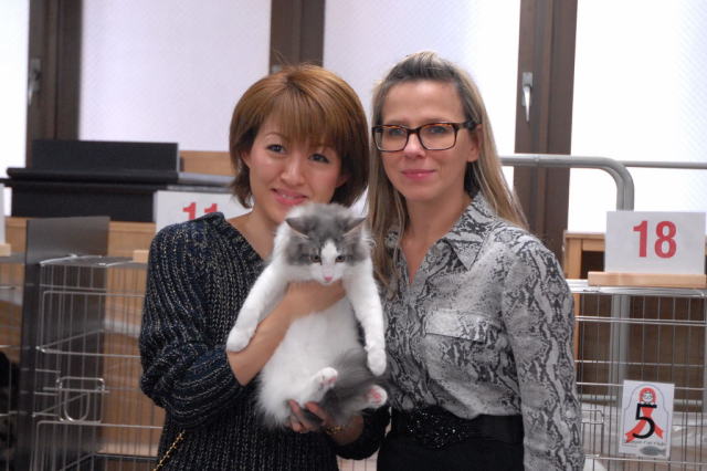 cat