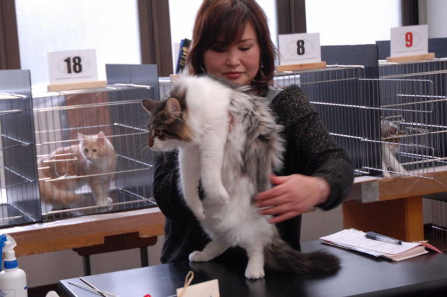 cat