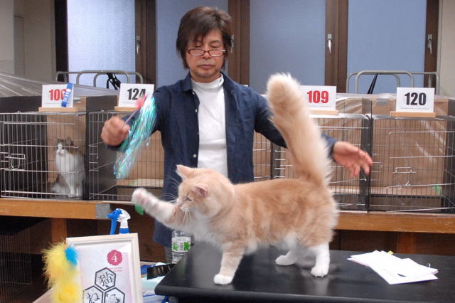 cat