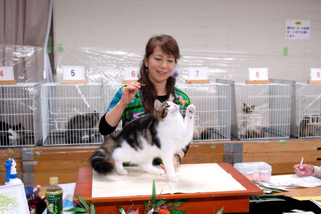 cat