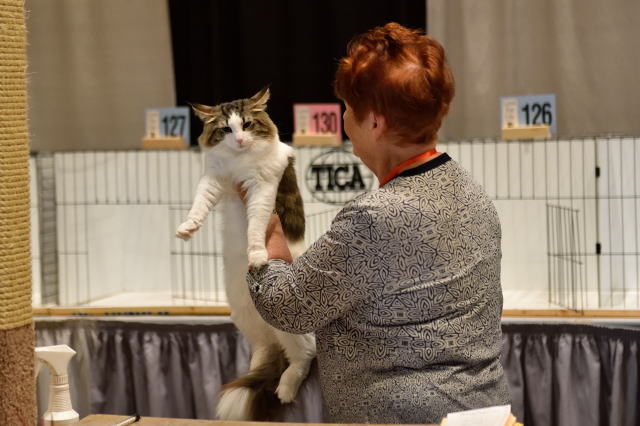 cat