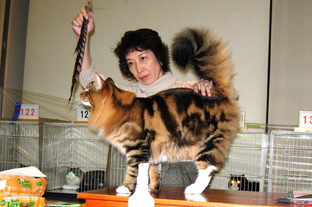 cat