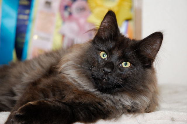 cat