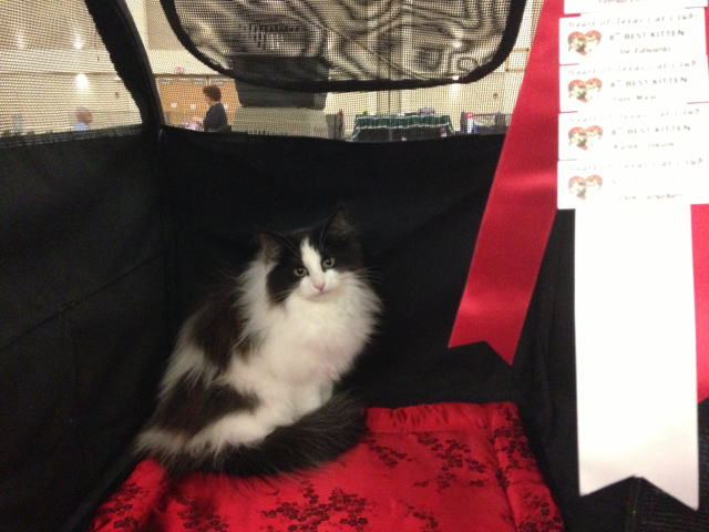 cat