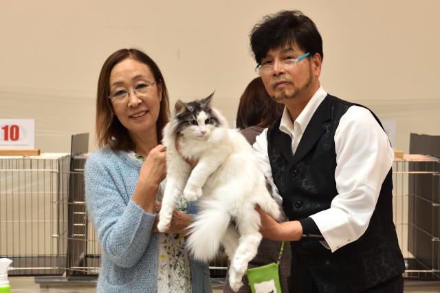 cat