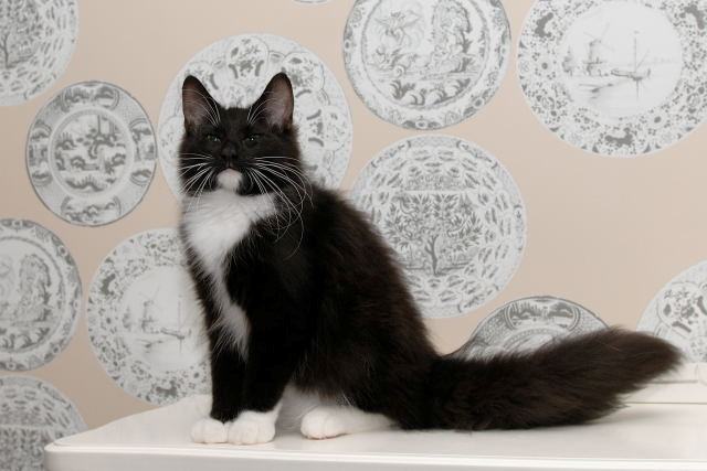 cat