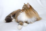 evelina