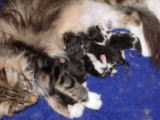 kitten