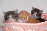 kitten