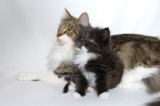 kitten