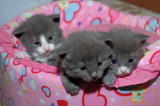 kitten
