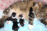 kitten