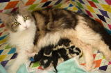 kitten